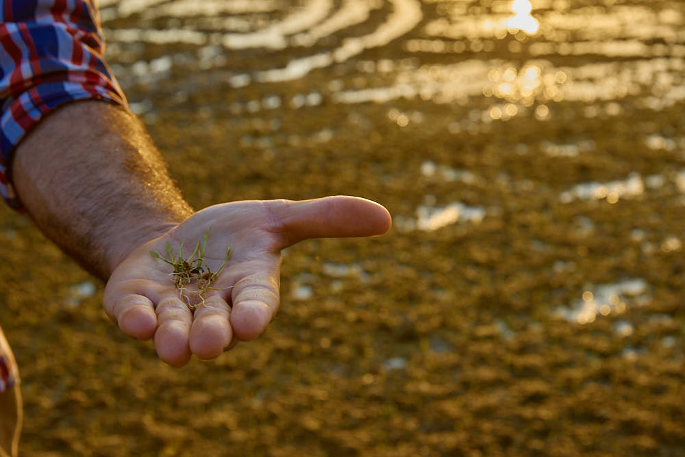 Origen Vegetal Nuestro fundador, Will Keith Kellogg