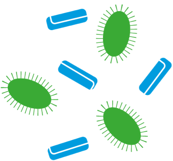 ¿Qué son los prebióticos y los probióticos?